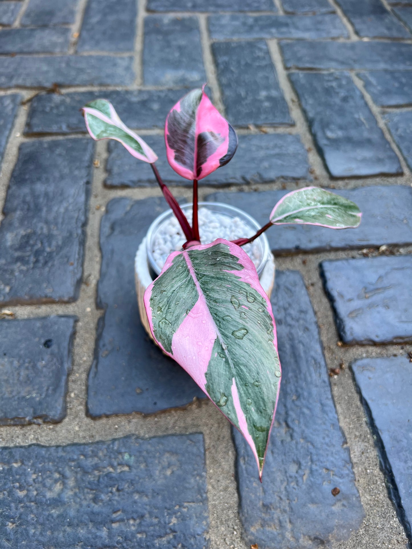 Philodendron Pink Princess Mutation