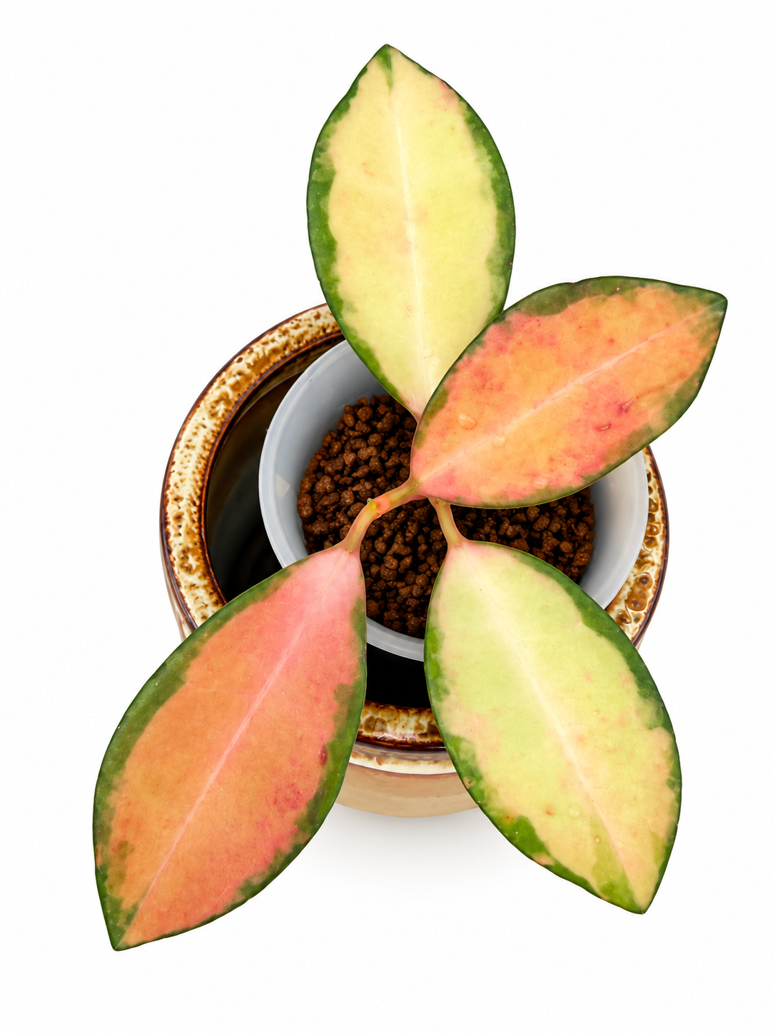 Hoya Elliptica Variegated | Rare Rooted Variegated Hoya
