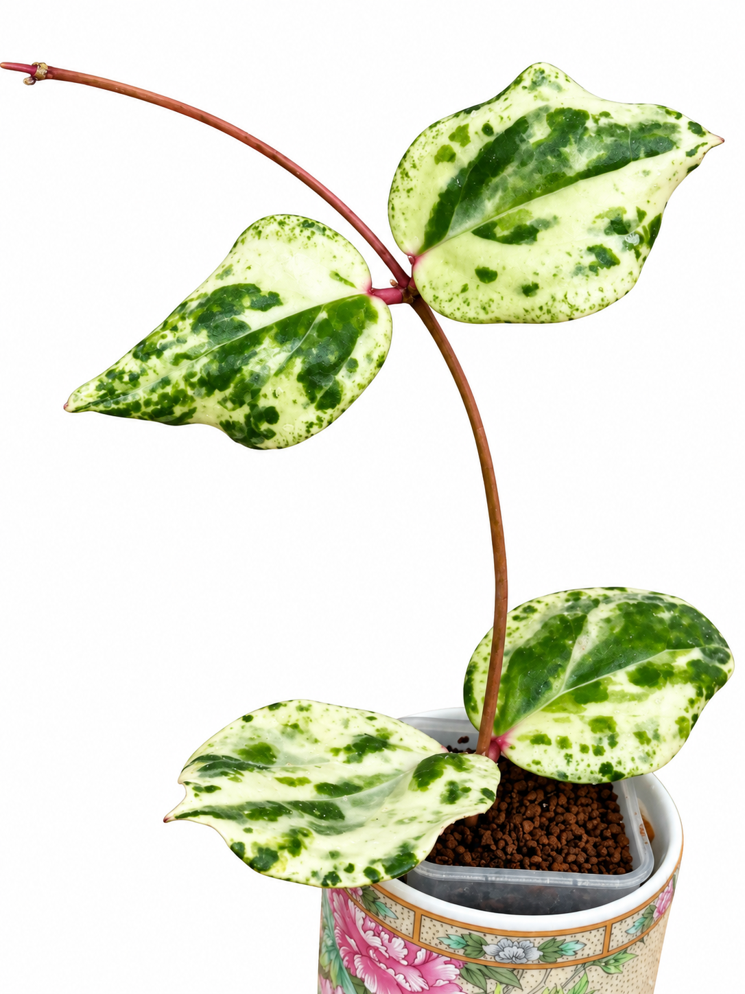 Hoya ‘Swiffer’s Mirage’ Variegated – Rare Hoya Exact Rooted Plant