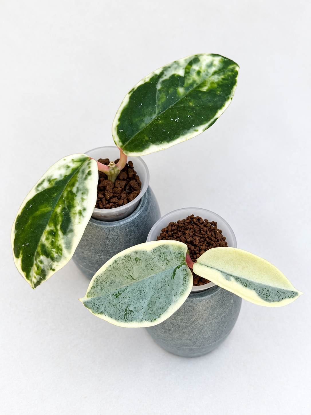 Rare Hoya Rooted Combo – Argentea Picta & Madara Snow Angel
