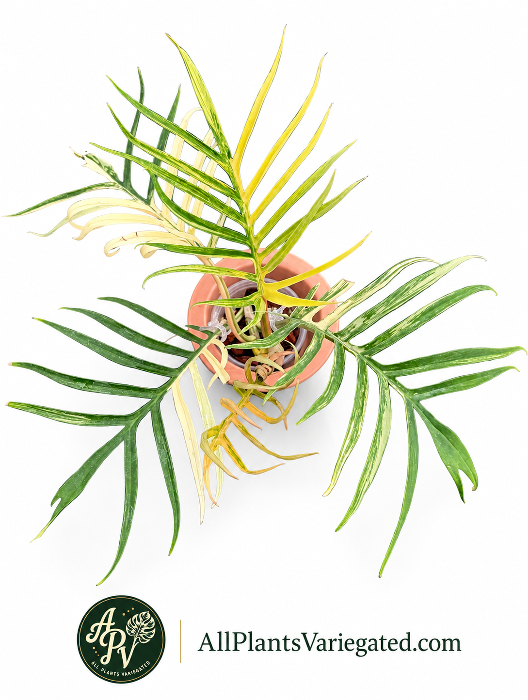 Philodendron Tortum Variegated