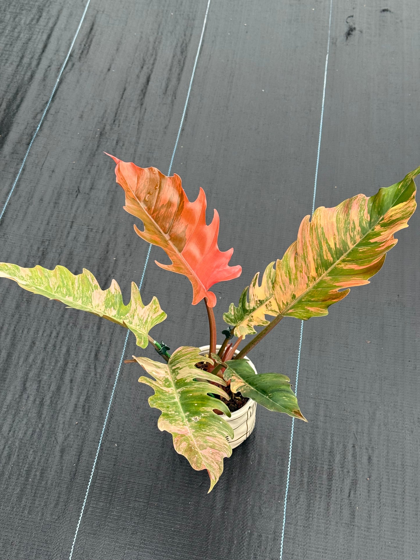 Philodendron Caramel Marble
