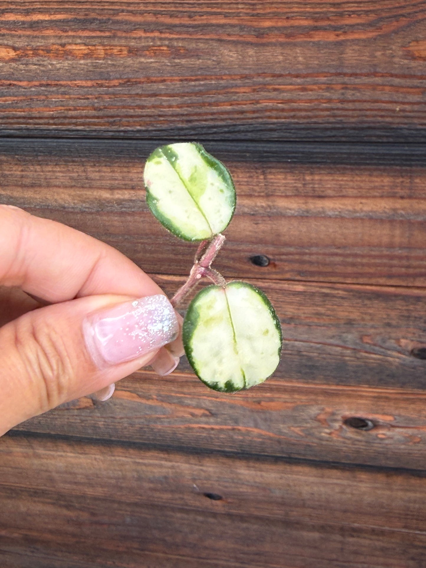 Hoya Mathilde  Variegated Unrooted Cutting ( 1 node-2 leaves grower’s choice)