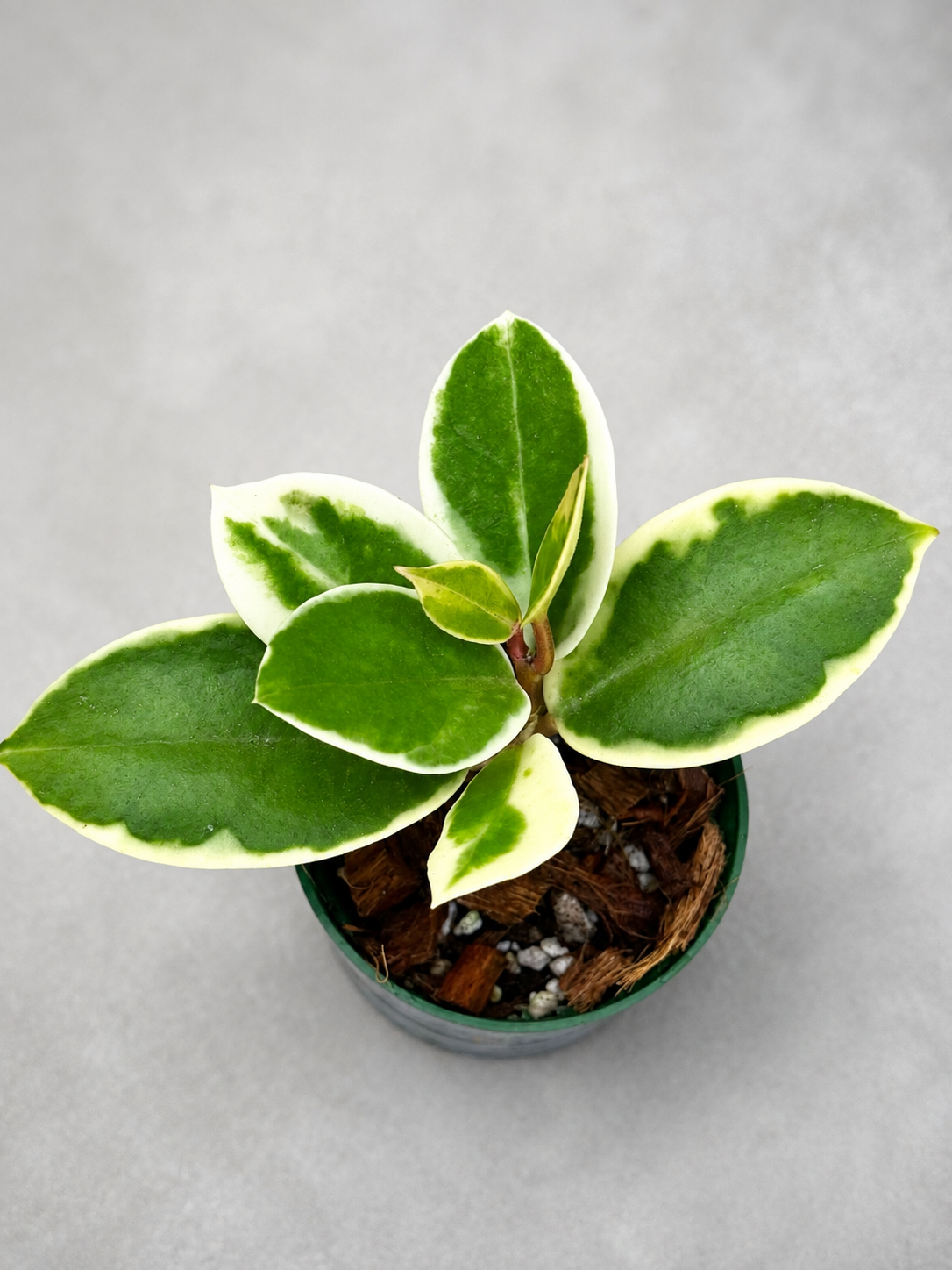 Hoya Carnosa Madara Snow Angel | Rooted Rare Variegated Hoya