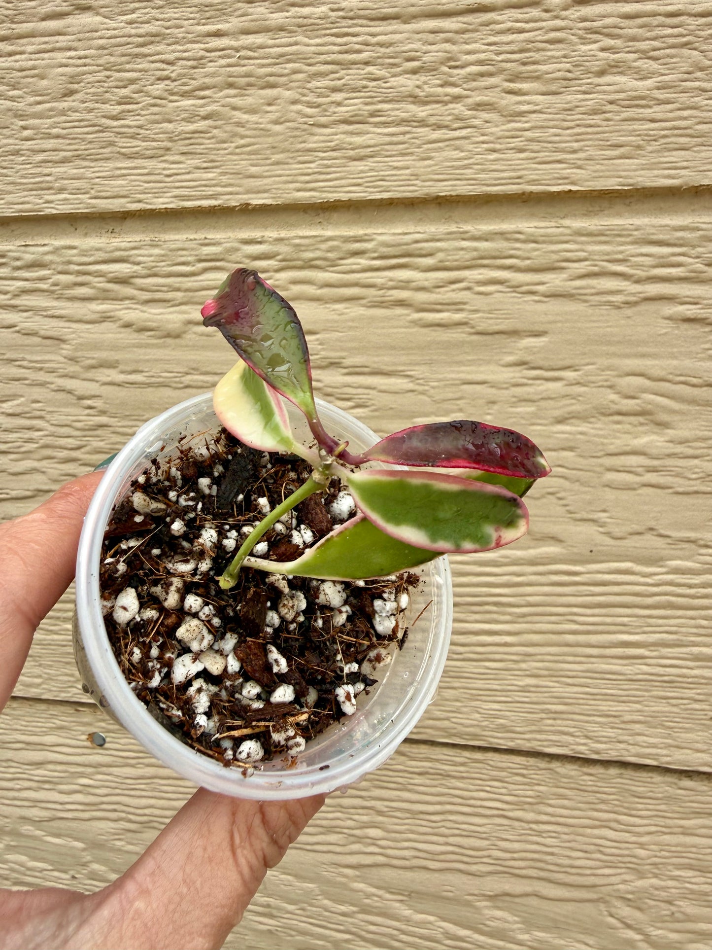 Hoya Kentiana Lori Lyn