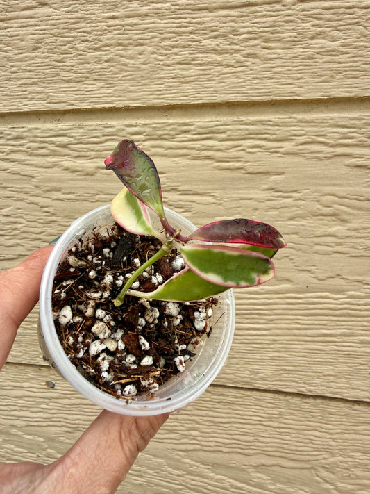 Hoya Kentiana Lori Lyn