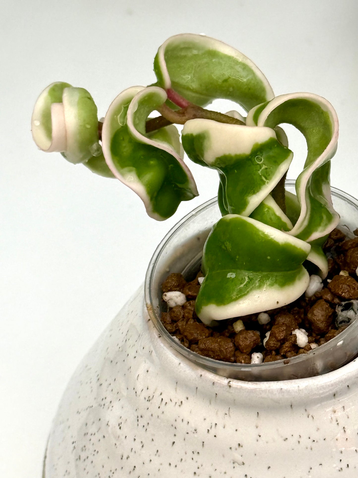 Hoya Compacta Variegated