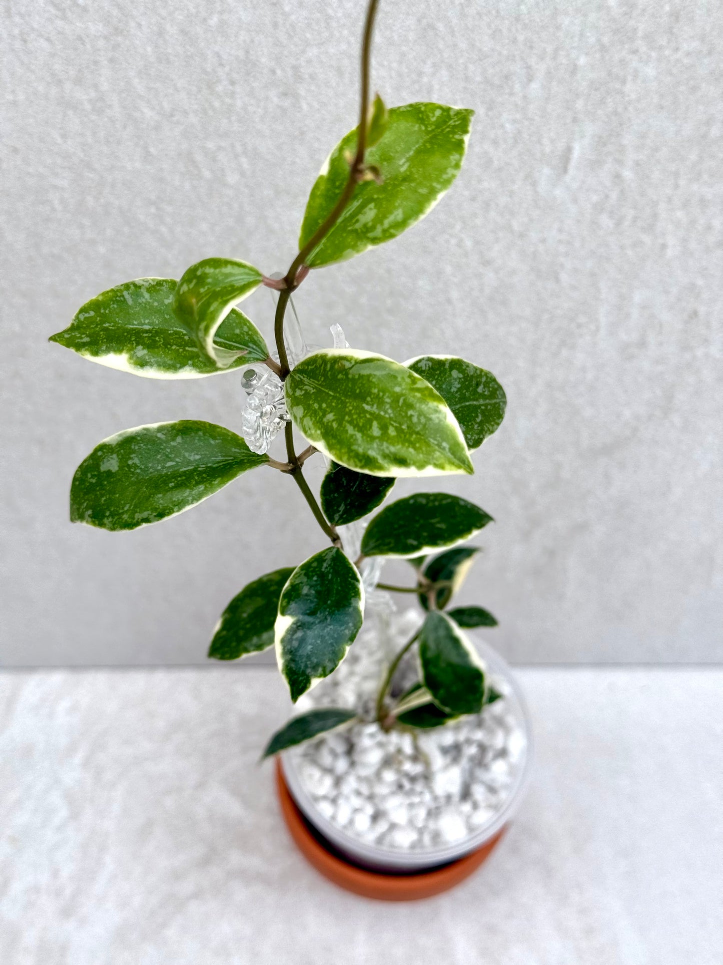RARE Hoya Lacunosa Princess Lumina unrooted cutting (1 node, 2 leaves - grower’s choice)