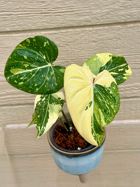 Philodendron Gloriosum Variegated
