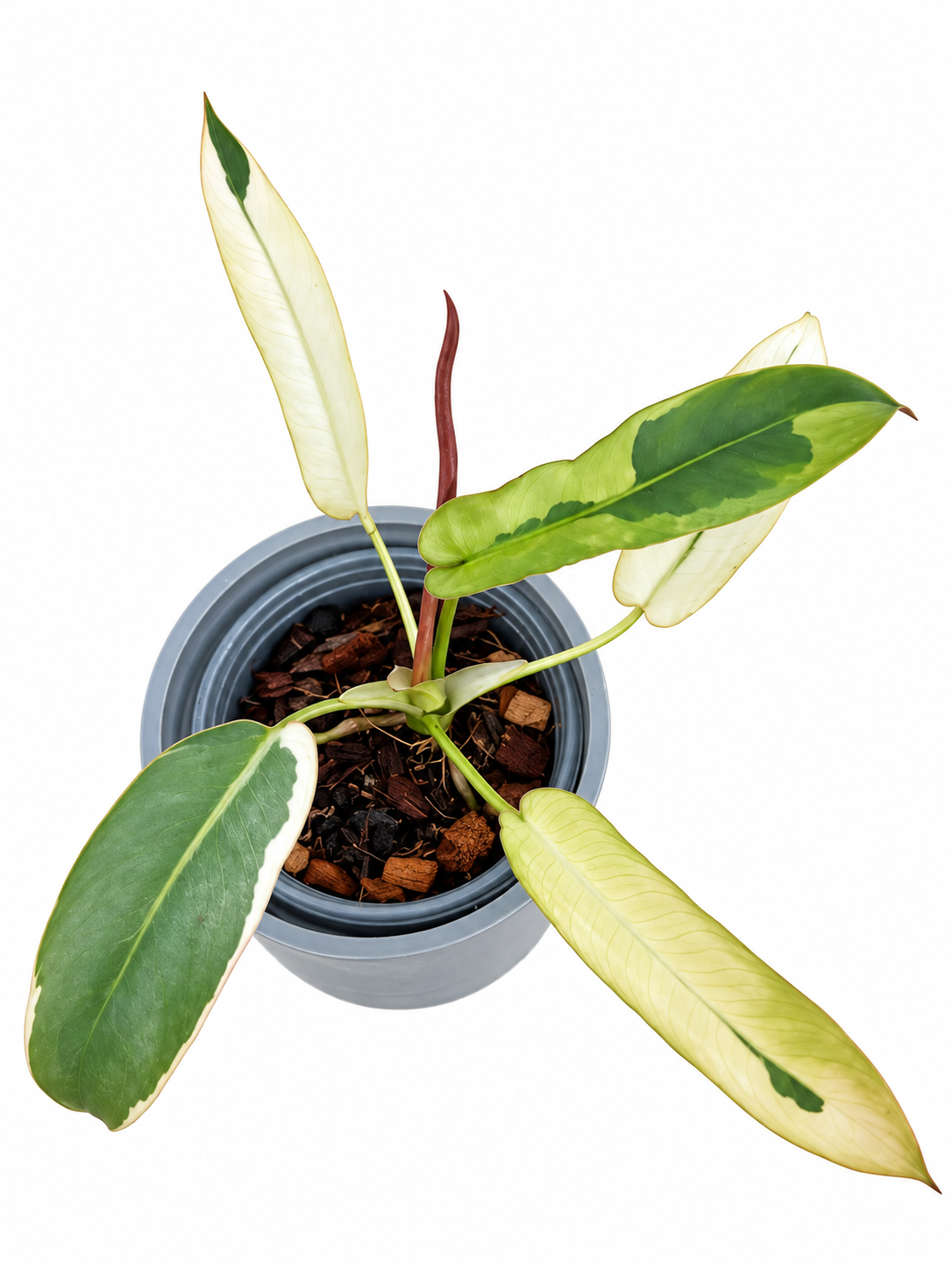 Philodendron Atabapoense Variegated
