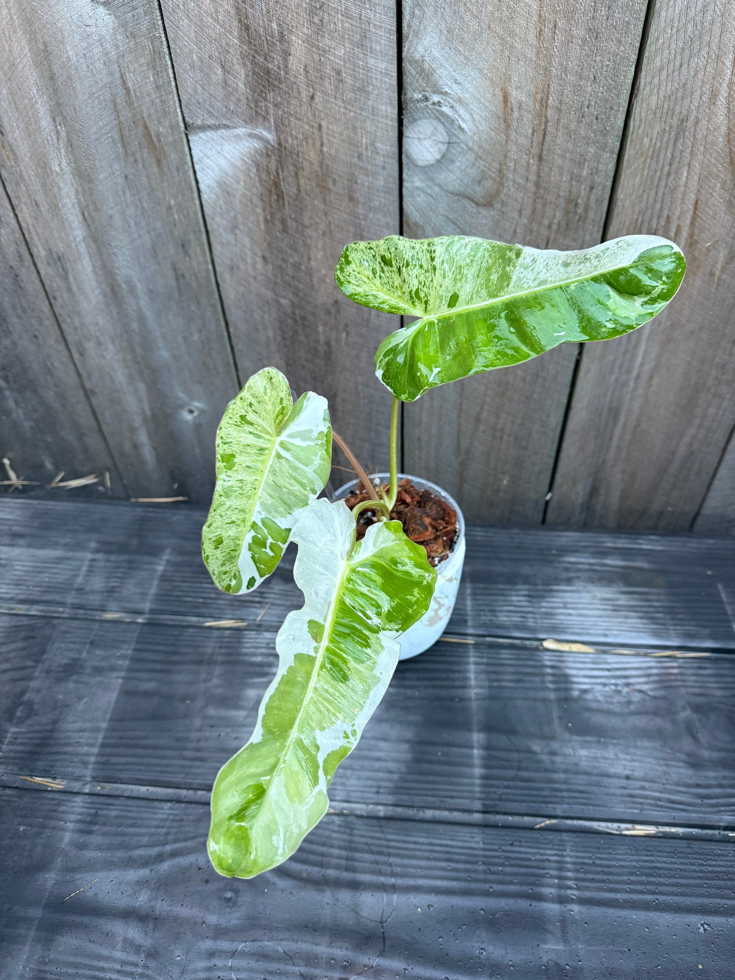 Philodendron Paraiso Albo