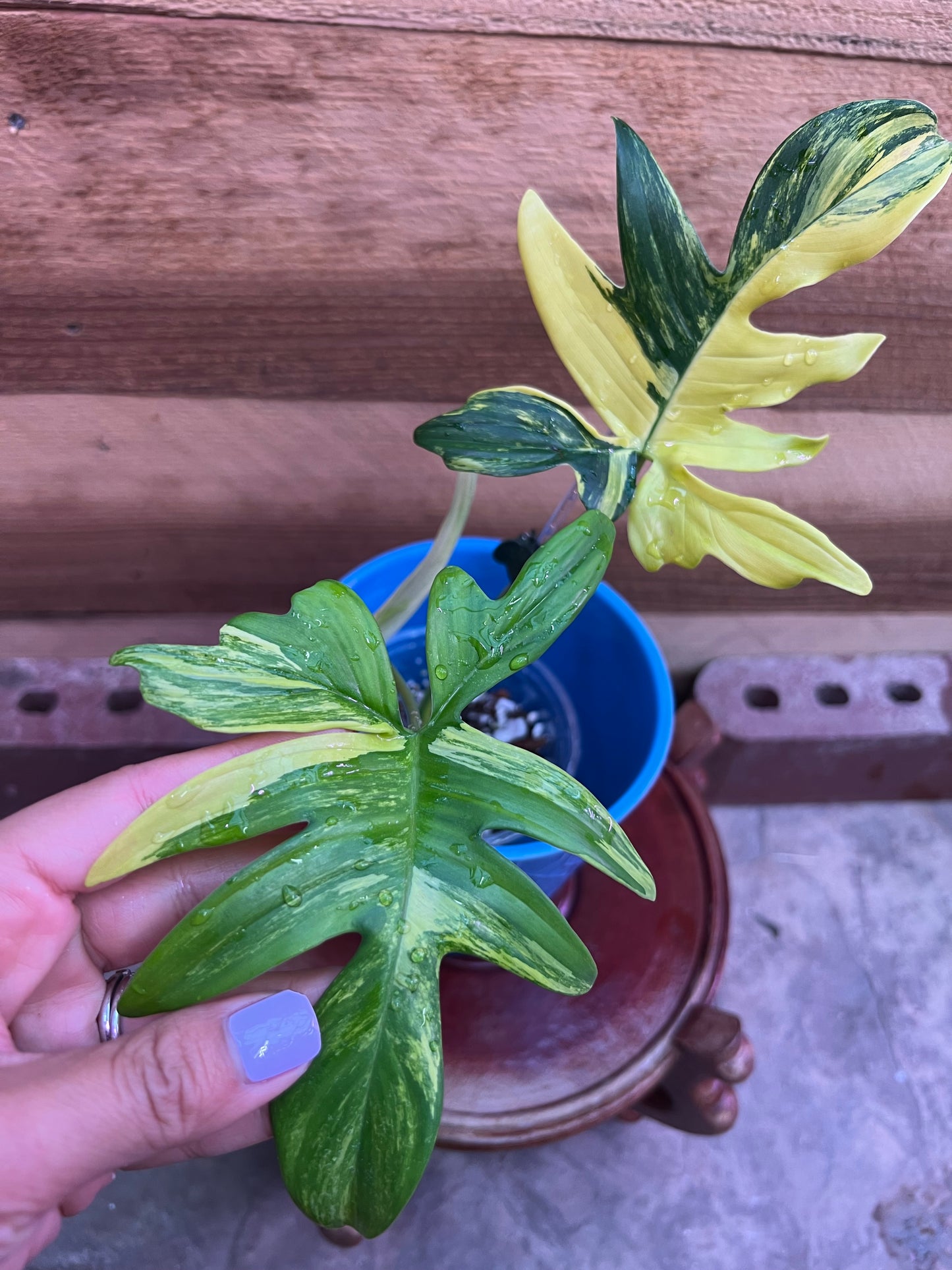 Philodendron Pedatum Variegated