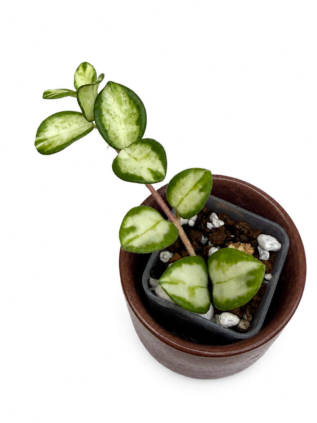 Hoya Mathilde Variegated