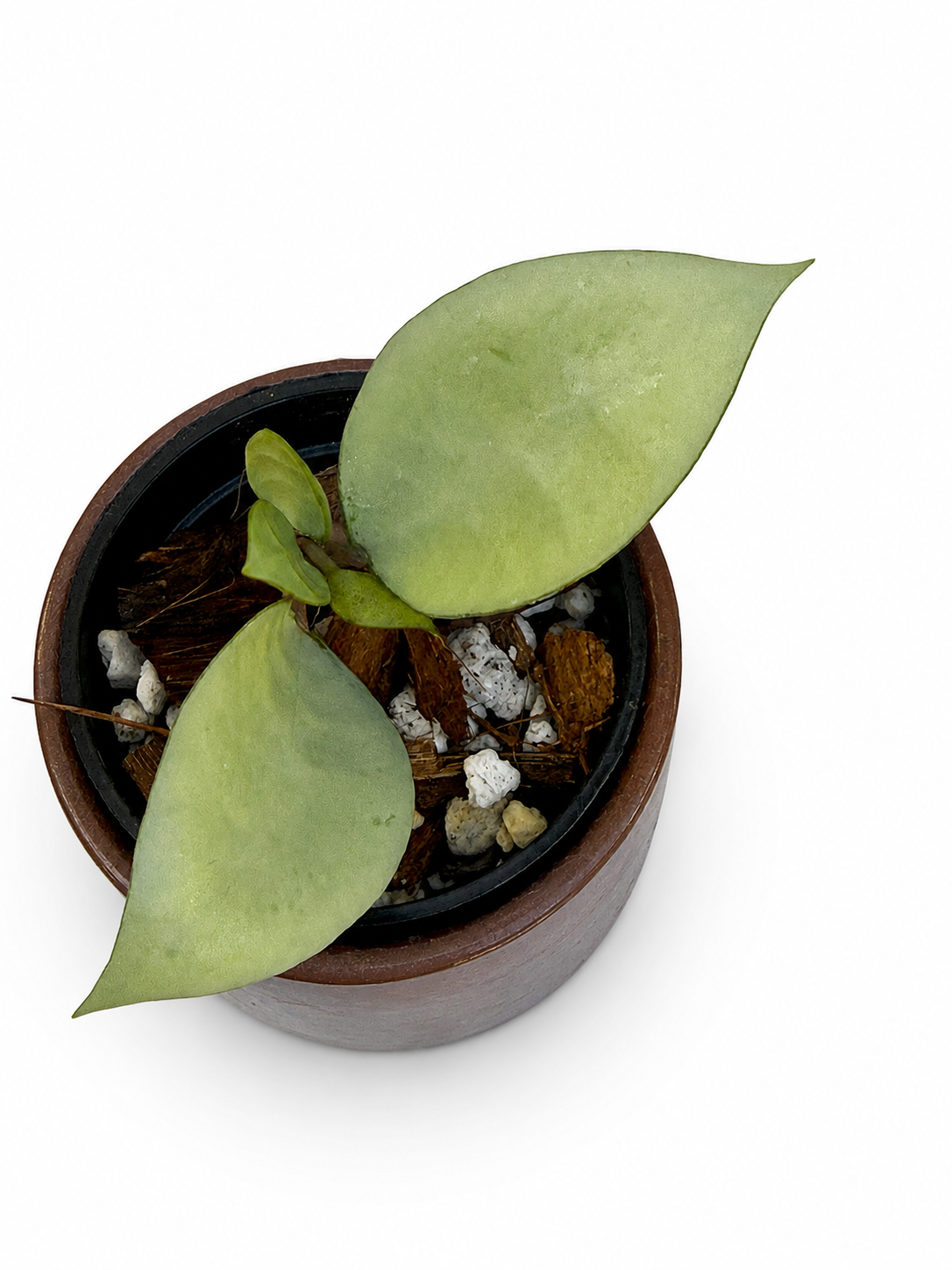 Hoya Kirana Silver | Rooted Hoya