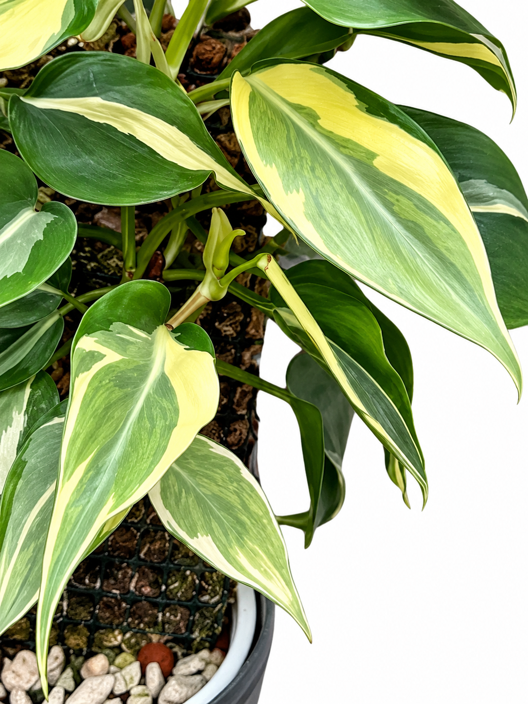 Philodendron hederaceum ‘Rio’ – 1 Node, 1 Leaf UNROOTED Cutting