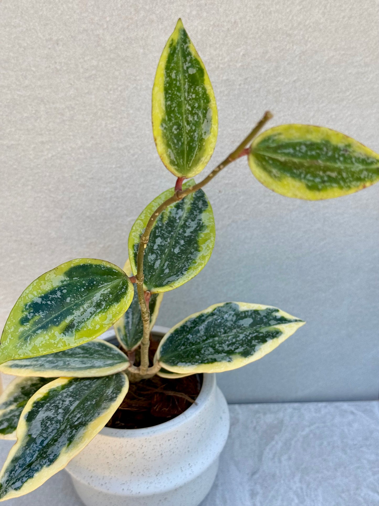 Hoya Rangsan Albo unrooted cutting - Grower’s choice