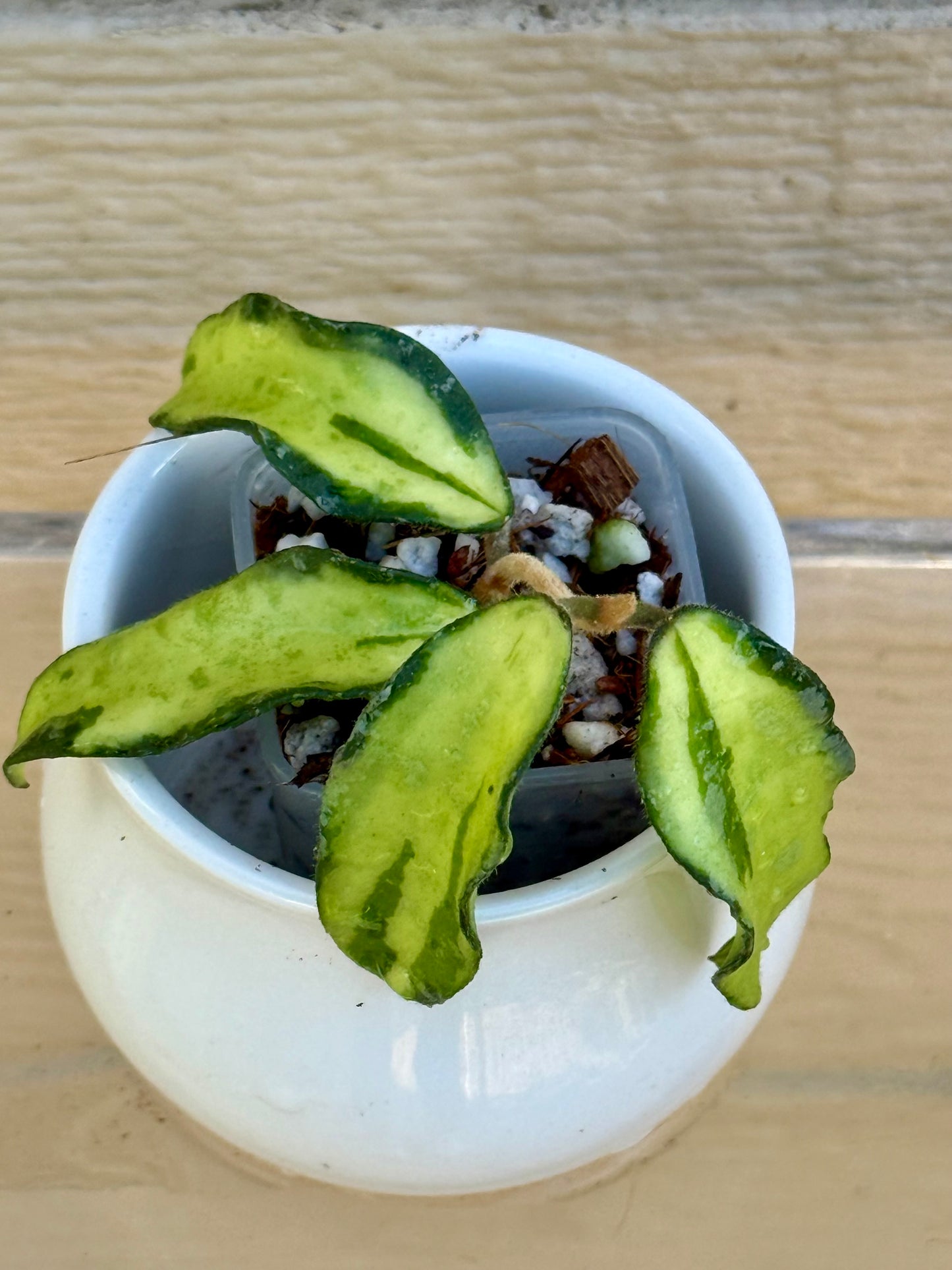 RARE Hoya Phuwuaensis Variegated