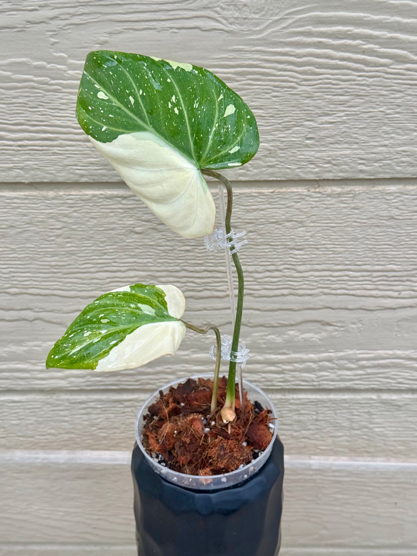Philodendron Gloriosum Variegated