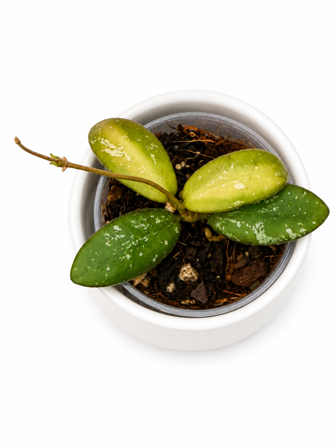 Hoya VL9 variegated