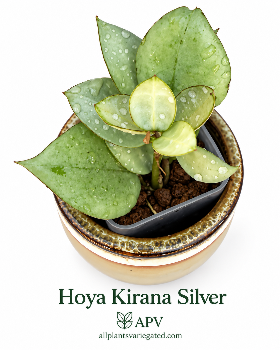 Rare Variegated Hoya 4-Plant Combo – Kirana Silver, Nganjuk Inner Variegated, Lyi ‘Prism’ & Argentea Princess | Rooted Plants