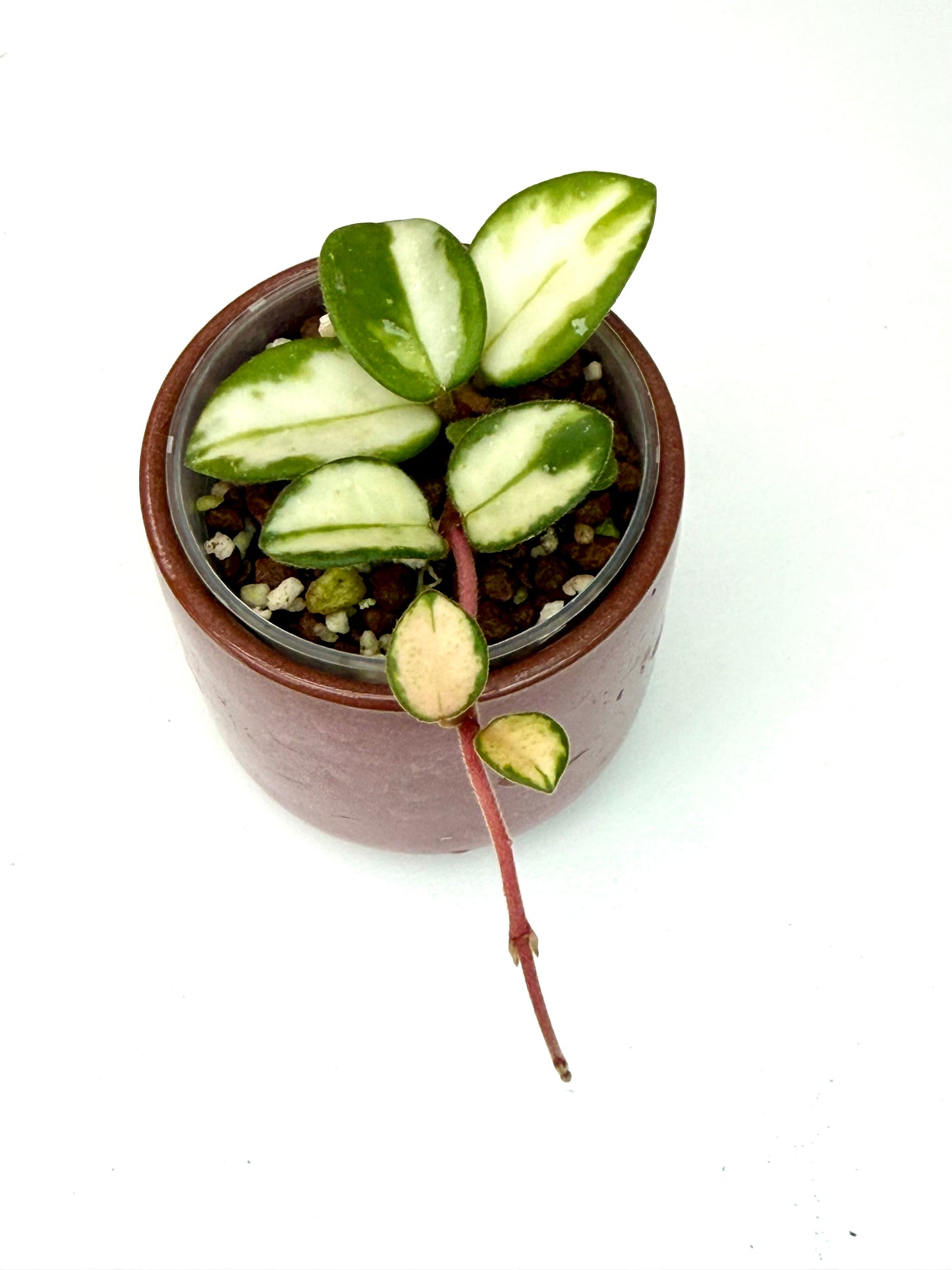 Hoya Mathilde Variegated