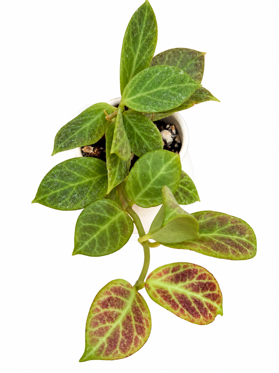 Hoya Obscura ‘Cryptic Chrome’ – Rare Hoya Unrooted Cutting