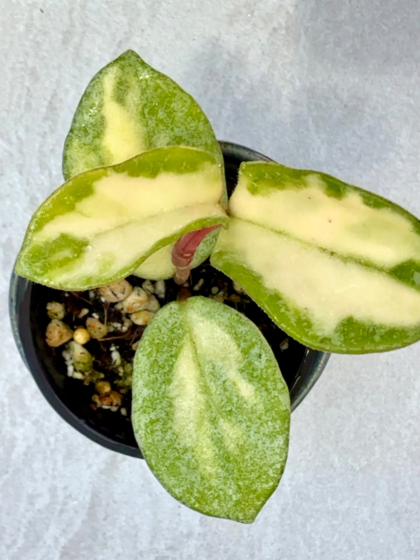Hoya Argentea Princess