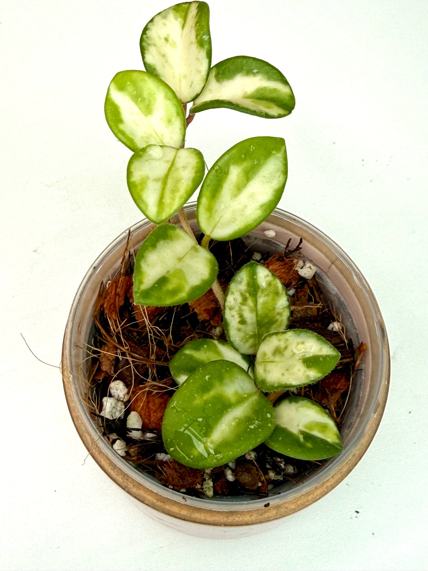 Hoya Mathilde Variegated