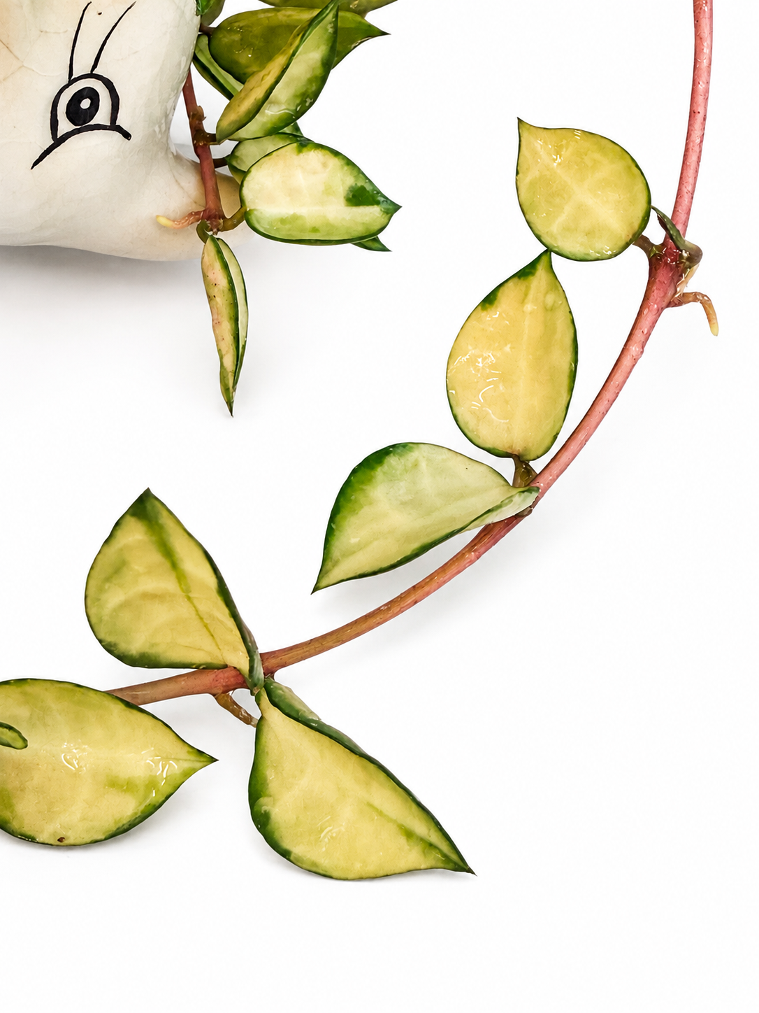 Hoya Lacunosa Asami Inner Variegated | Variegated Hoya Cutting