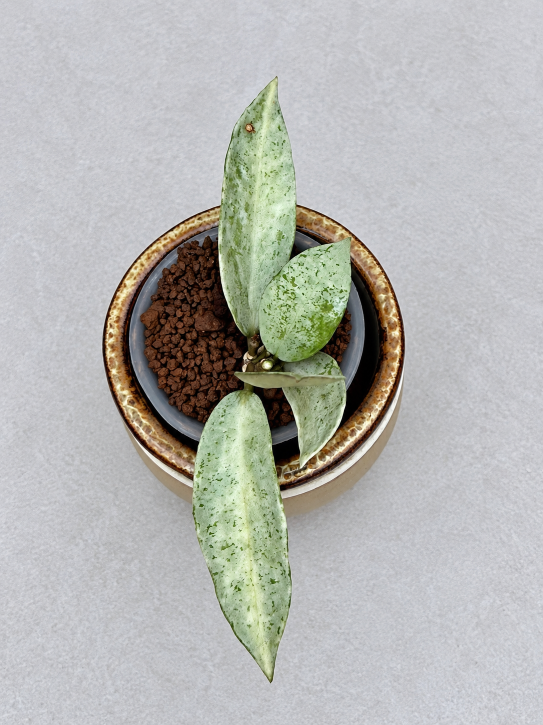Hoya Winter Pandora | Rare Rooted Variegated Hoya