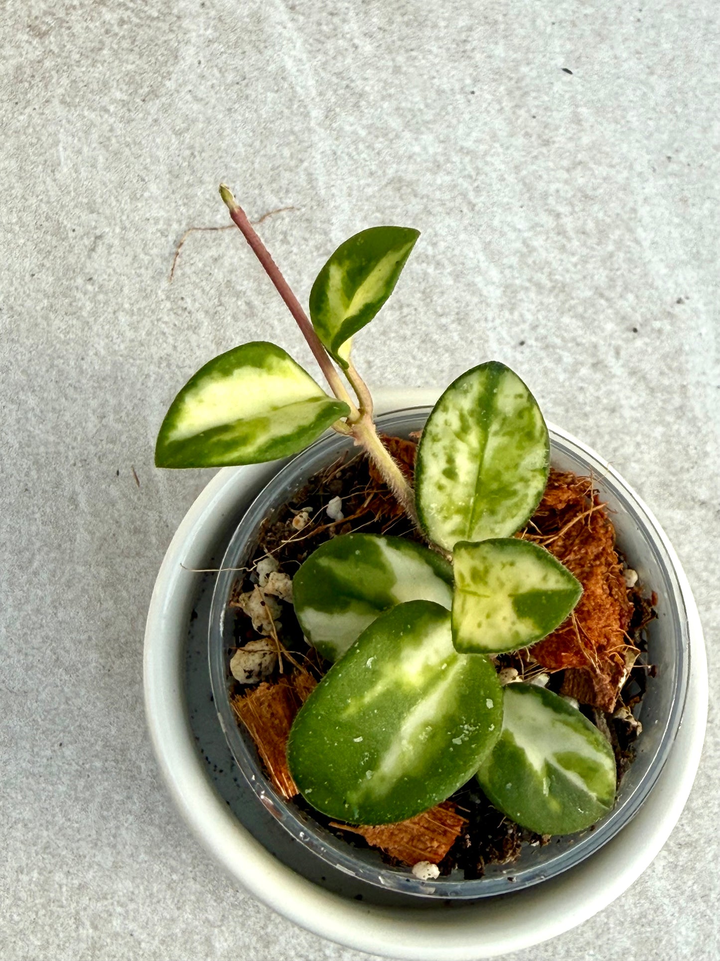 Hoya Mathilde Variegated