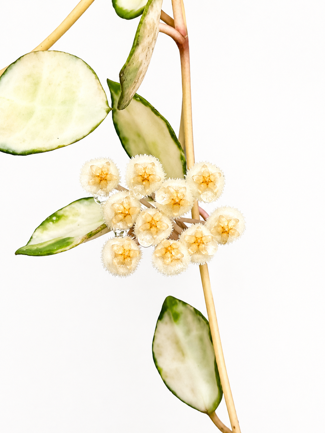 Hoya Lacunosa Minara Variegated unrooted cutting (grower’s choice - 1 node, 2 leaves)