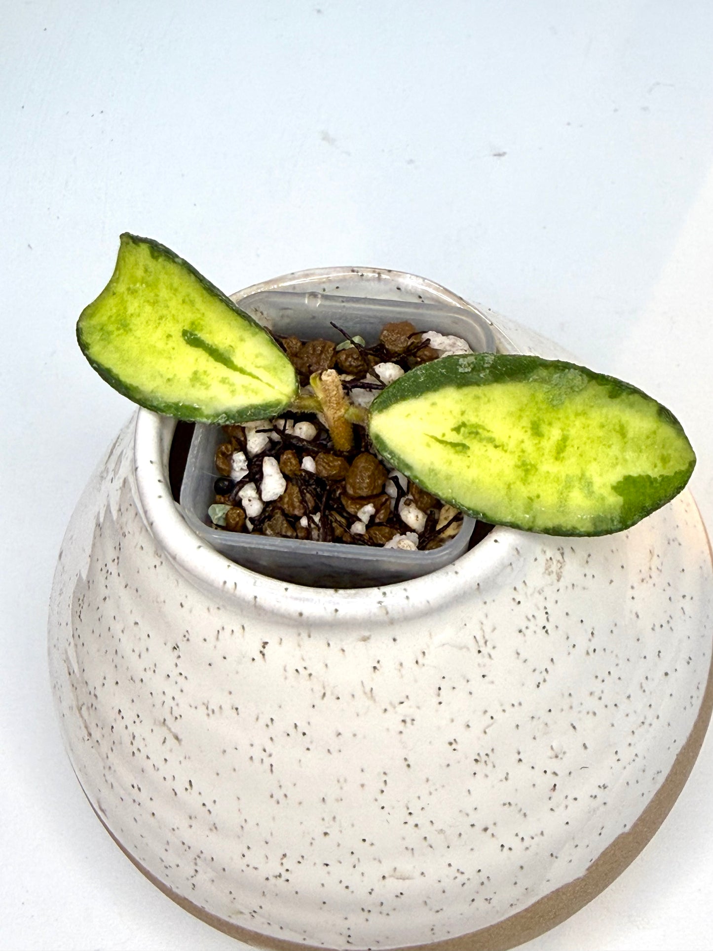 RARE Hoya Phuwuaensis Variegated