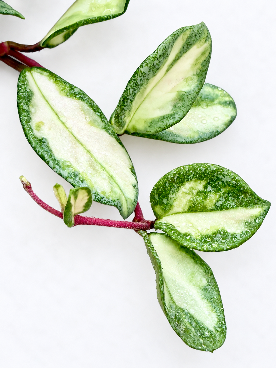 Hoya Carnosa Argentea Princess | Rare Variegated Hoya Unrooted Cutting