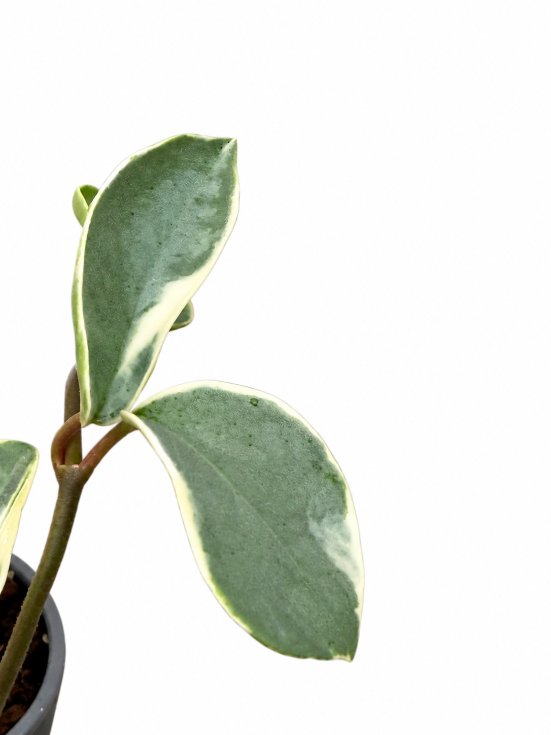 Hoya Carnosa Argentea Picta | Rare Variegated Hoya Unrooted Cutting