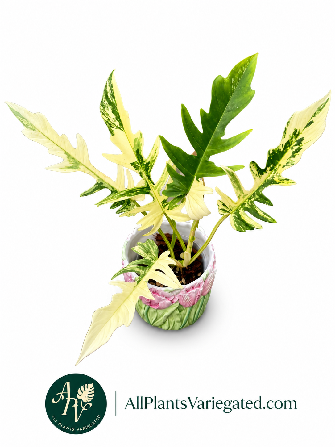 Philodendron Florida Beauty x Tortum
