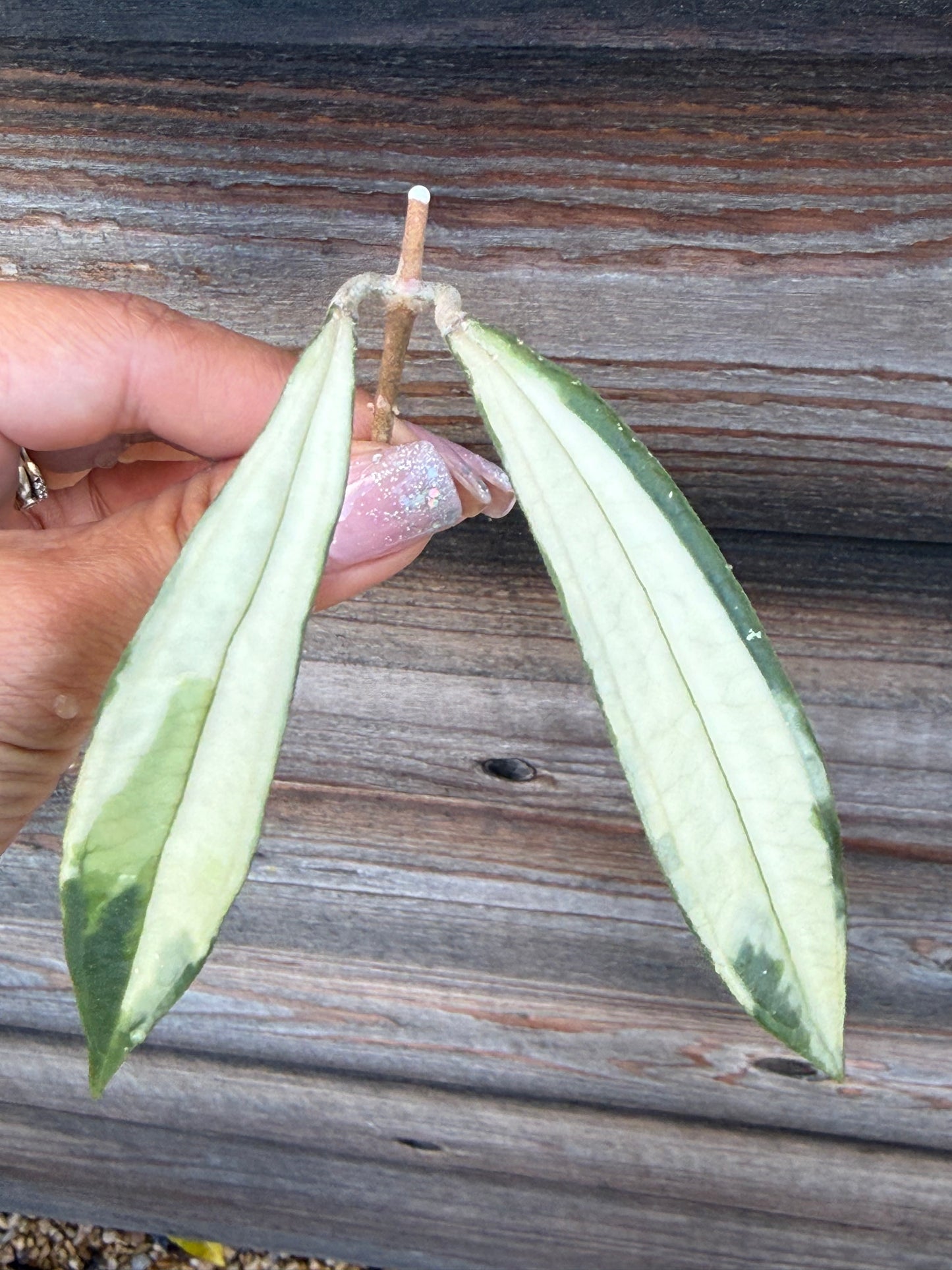 RARE Hoya Rigidifolia Variegated unrooted cutting (1 node, 2 leaves - grower’s choice)