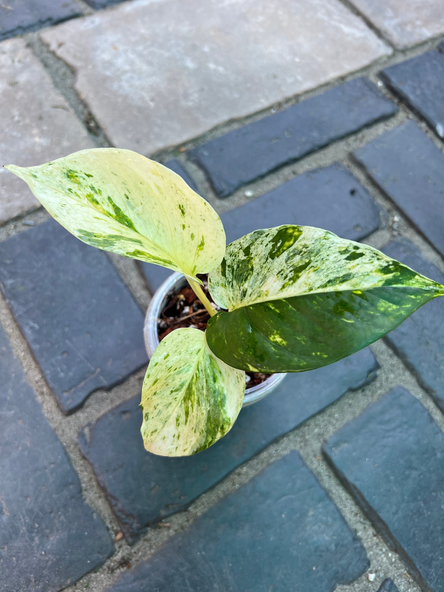 Rare White Sport Golden AKA "Scrambled Egg Epipremnum Aureum"