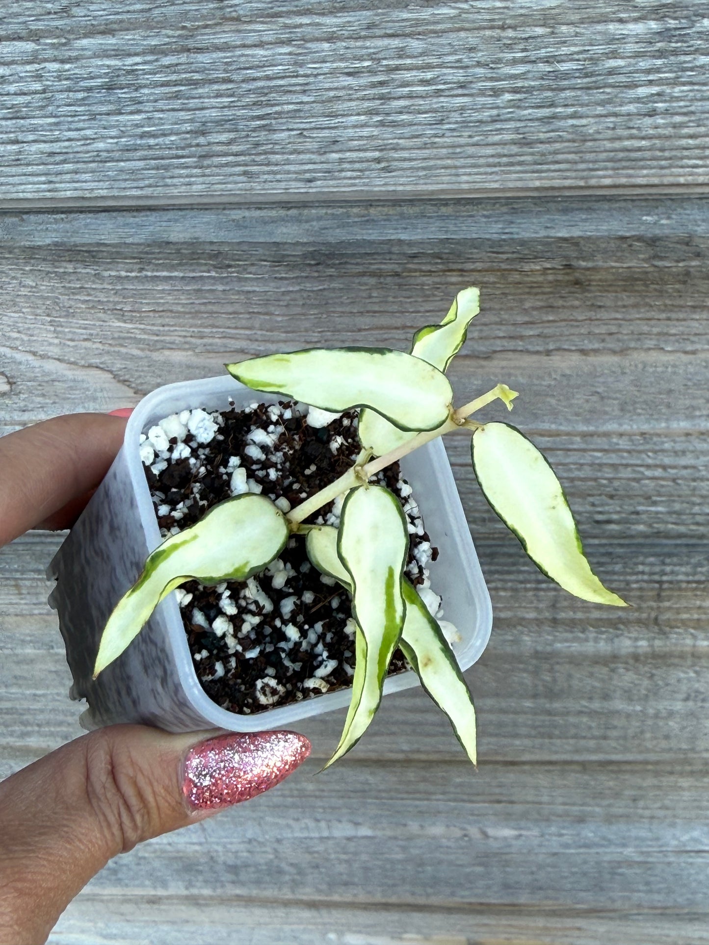 RARE Hoya Burmanica Variegated