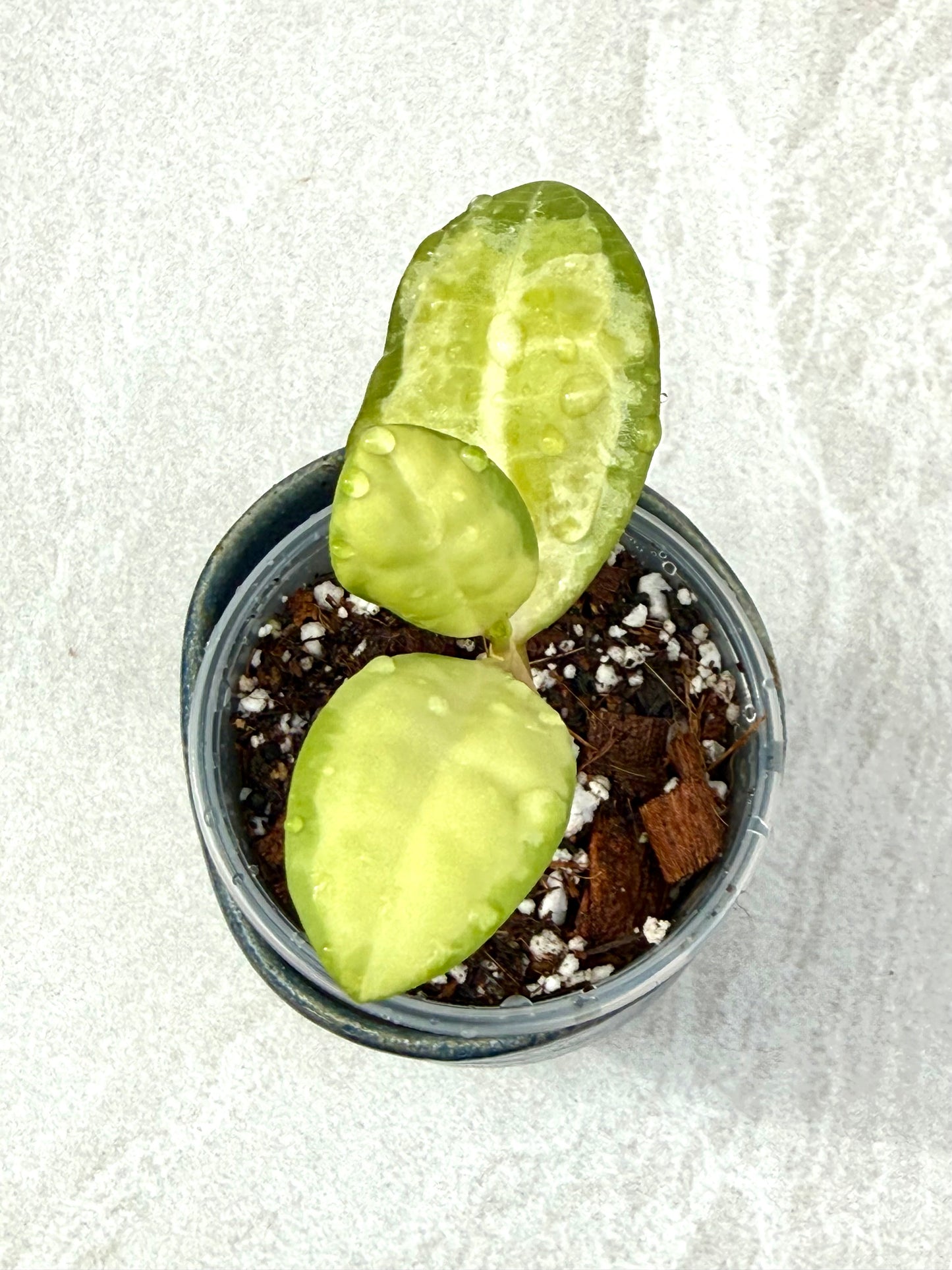 Hoya Elliptica Variegated