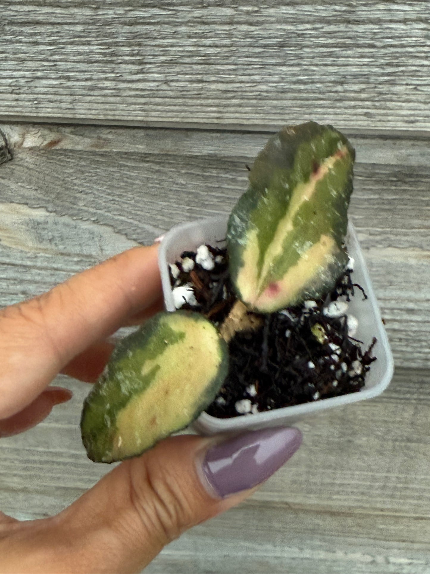 Hoya Caudata Variegated