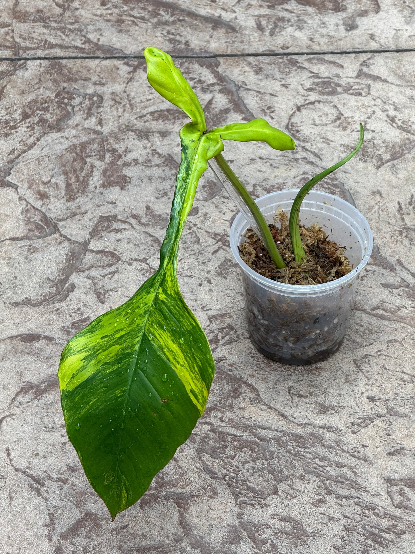 Philodendron Joepii Variegated