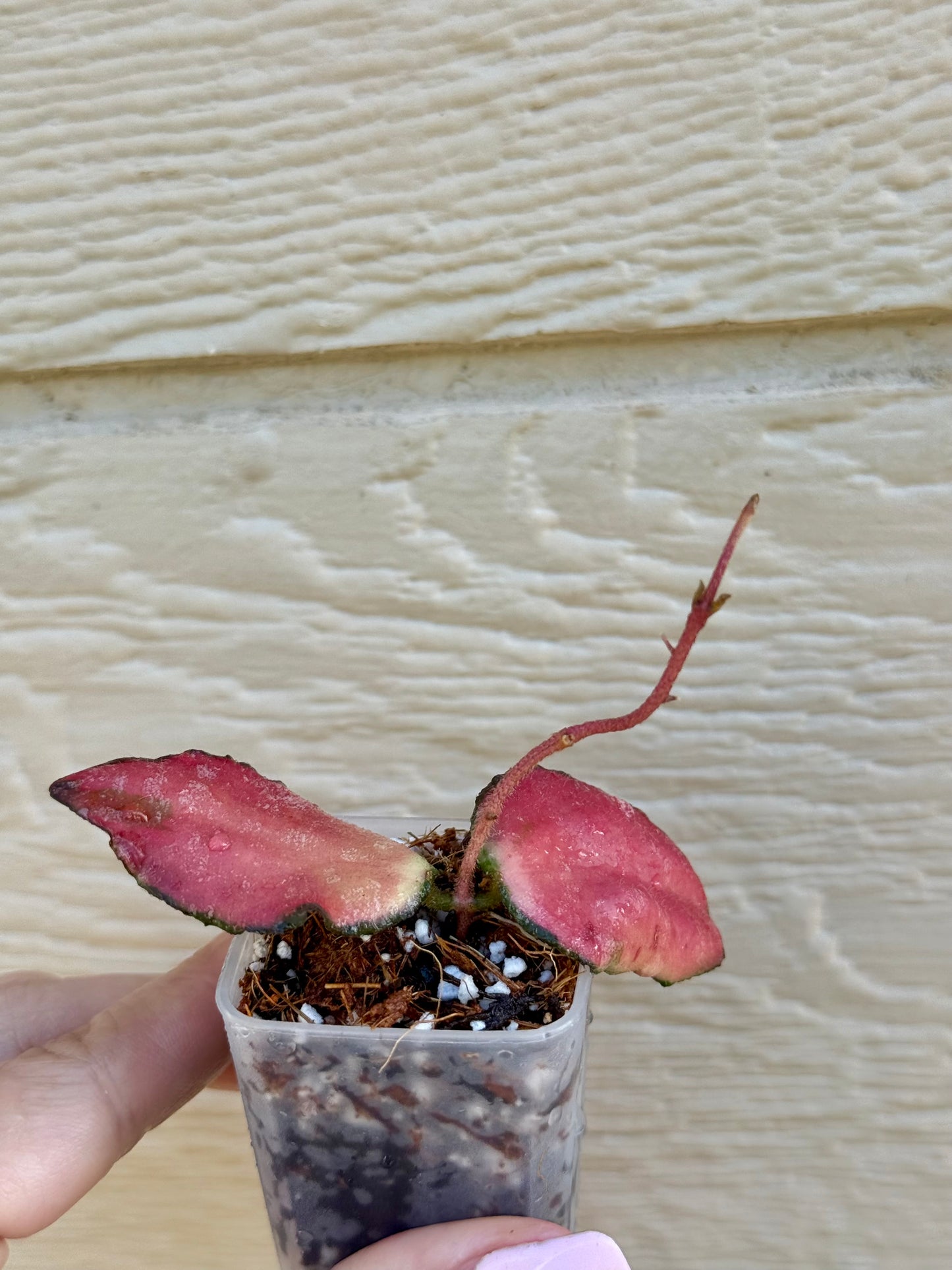 Hoya Caudata Variegated