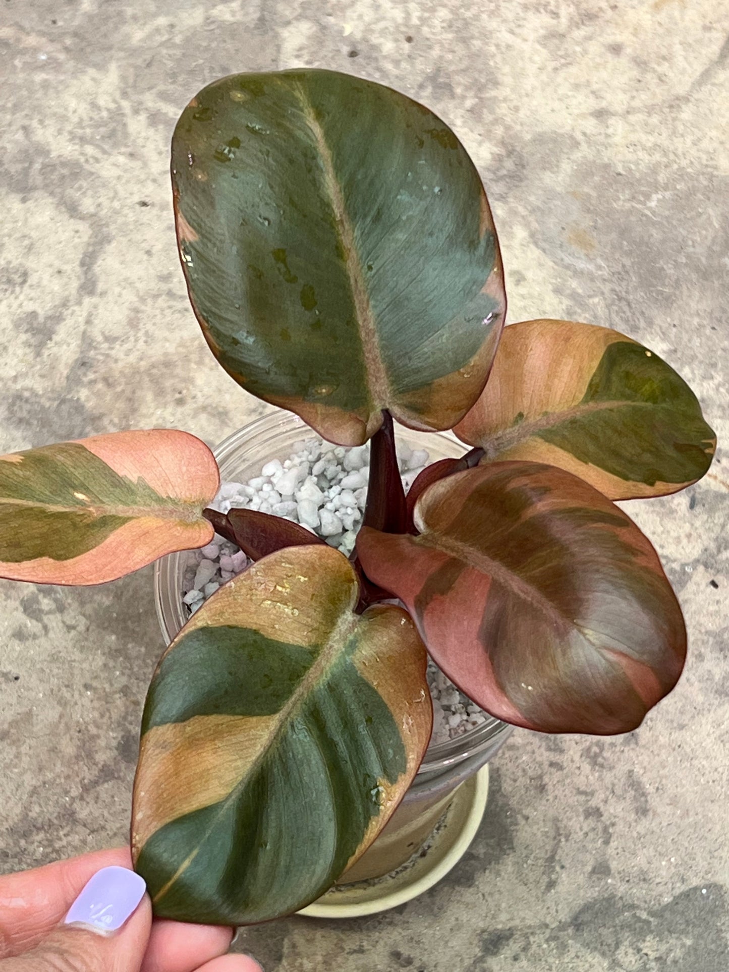 Philodendron Black Cardinal Variegated