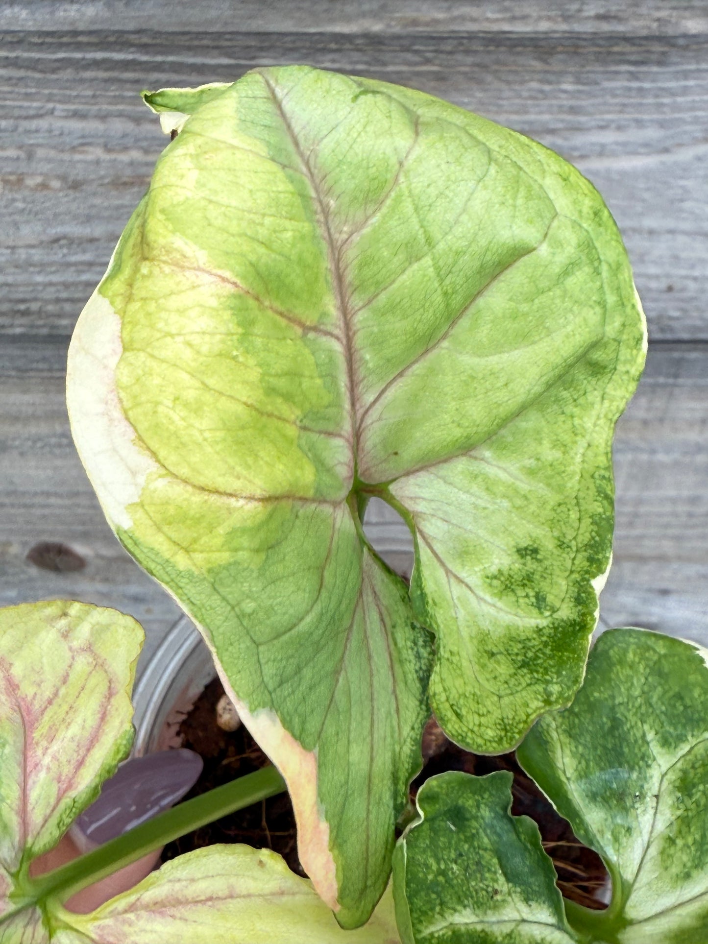 Syngonium Orm Thong/ Mango Allusion Variegated
