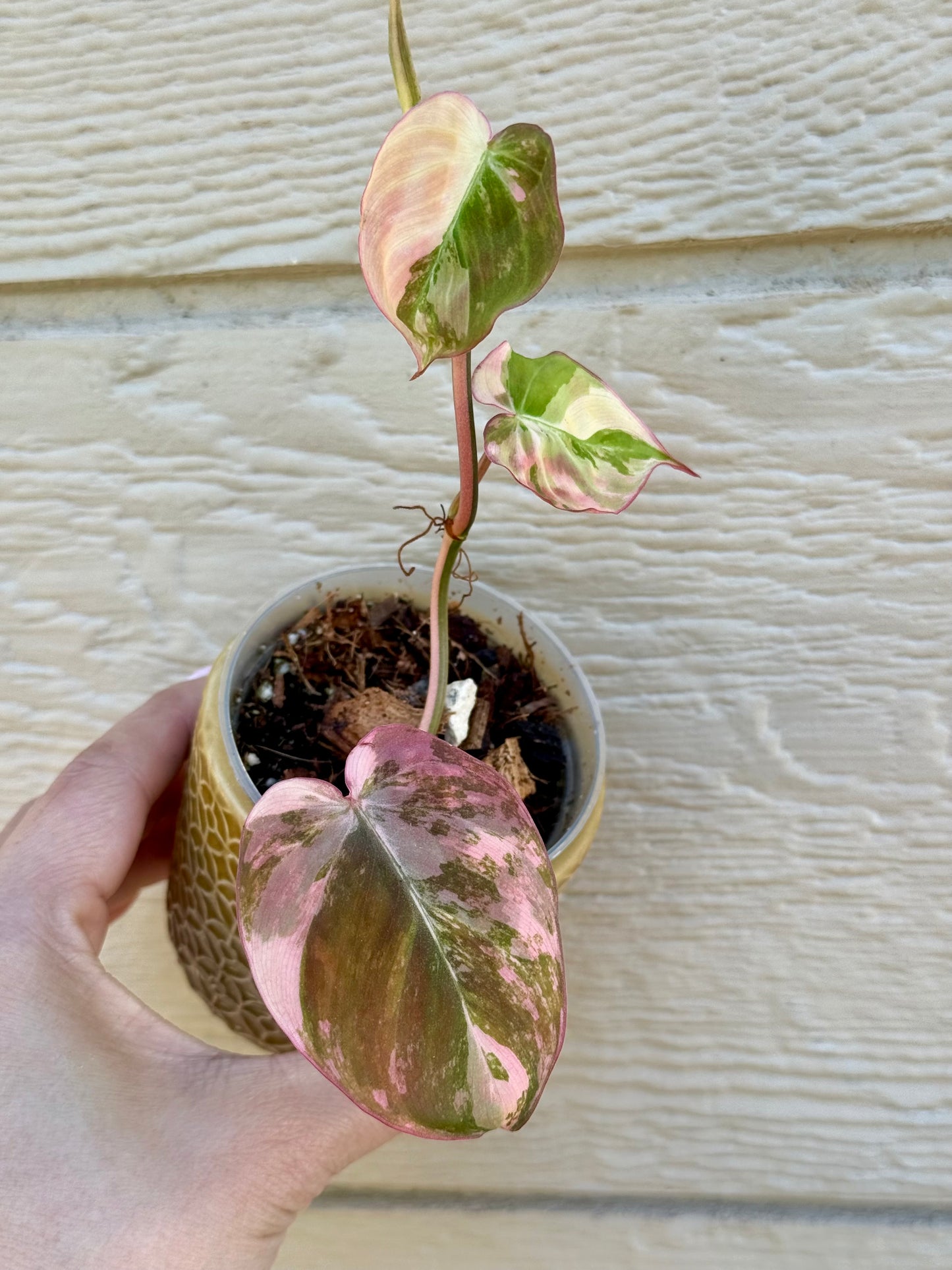 Philodendron Variegated Micans