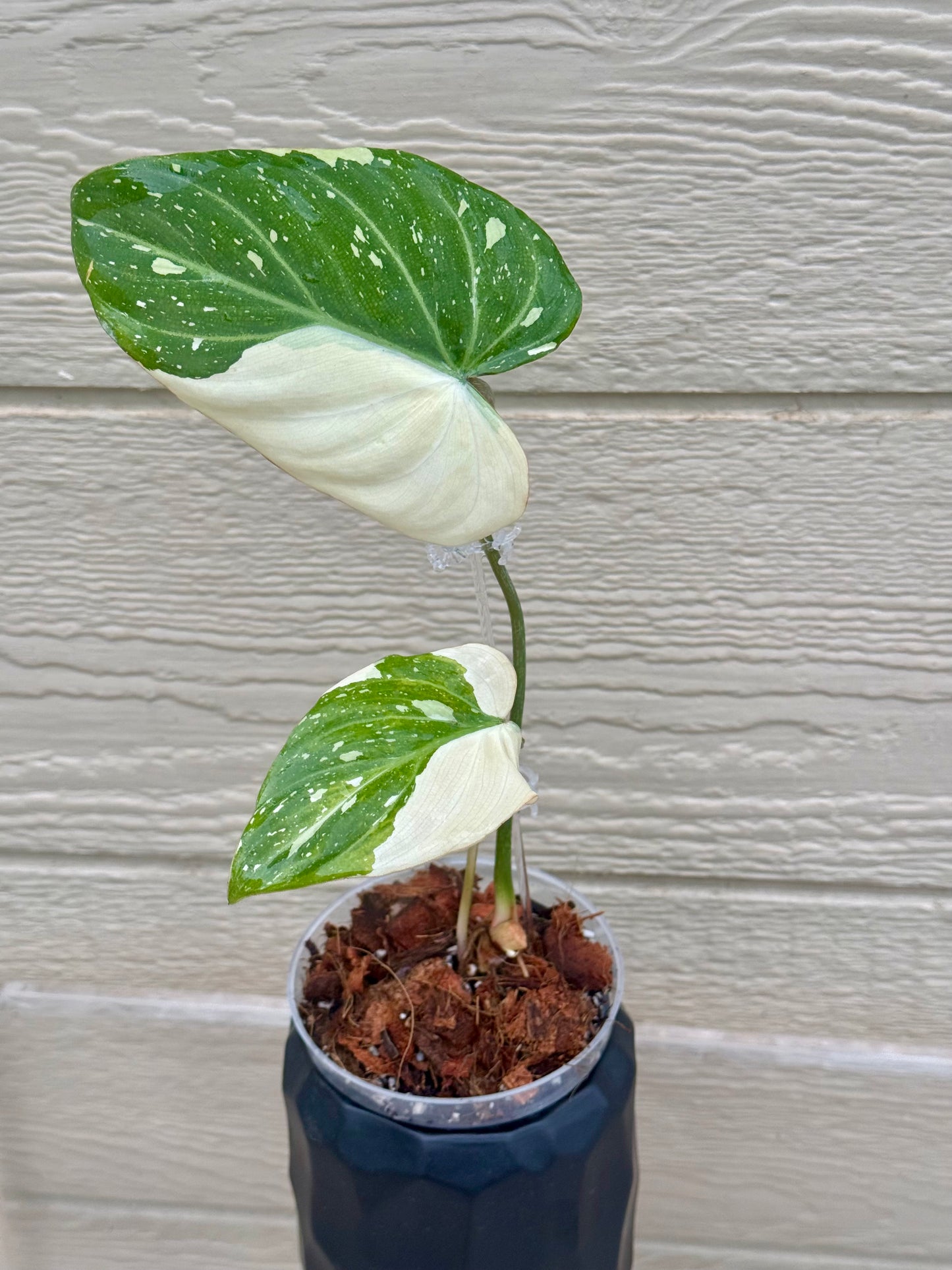 Philodendron Gloriosum Variegated