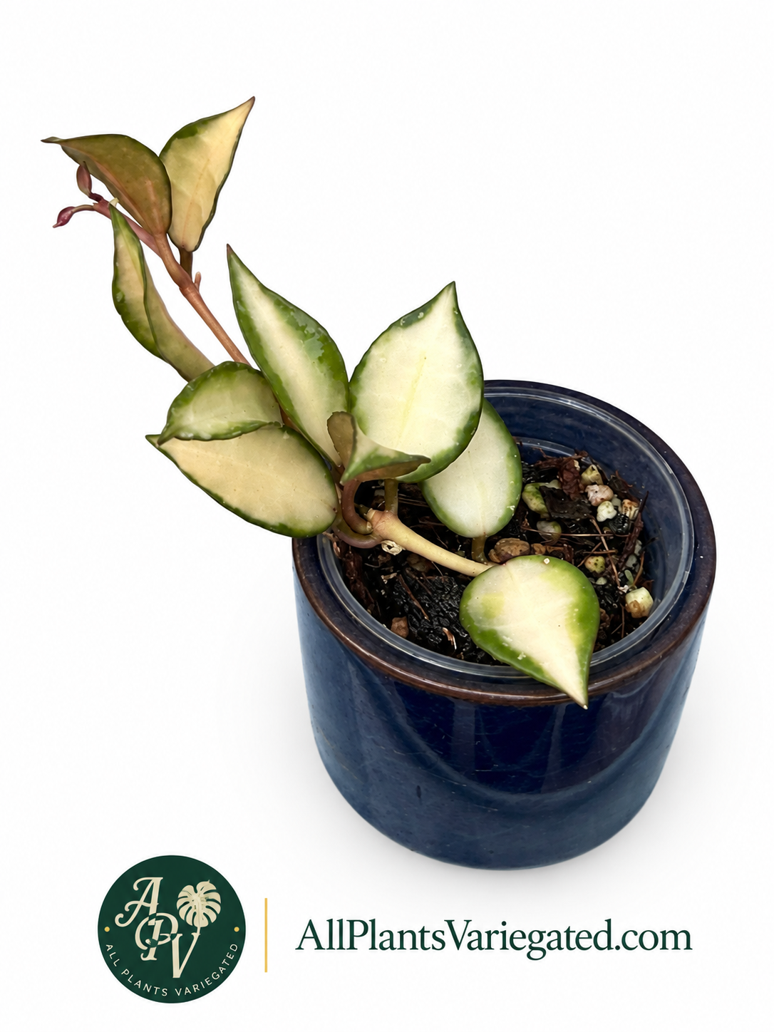 Hoya Lacunosa Souma Variegated