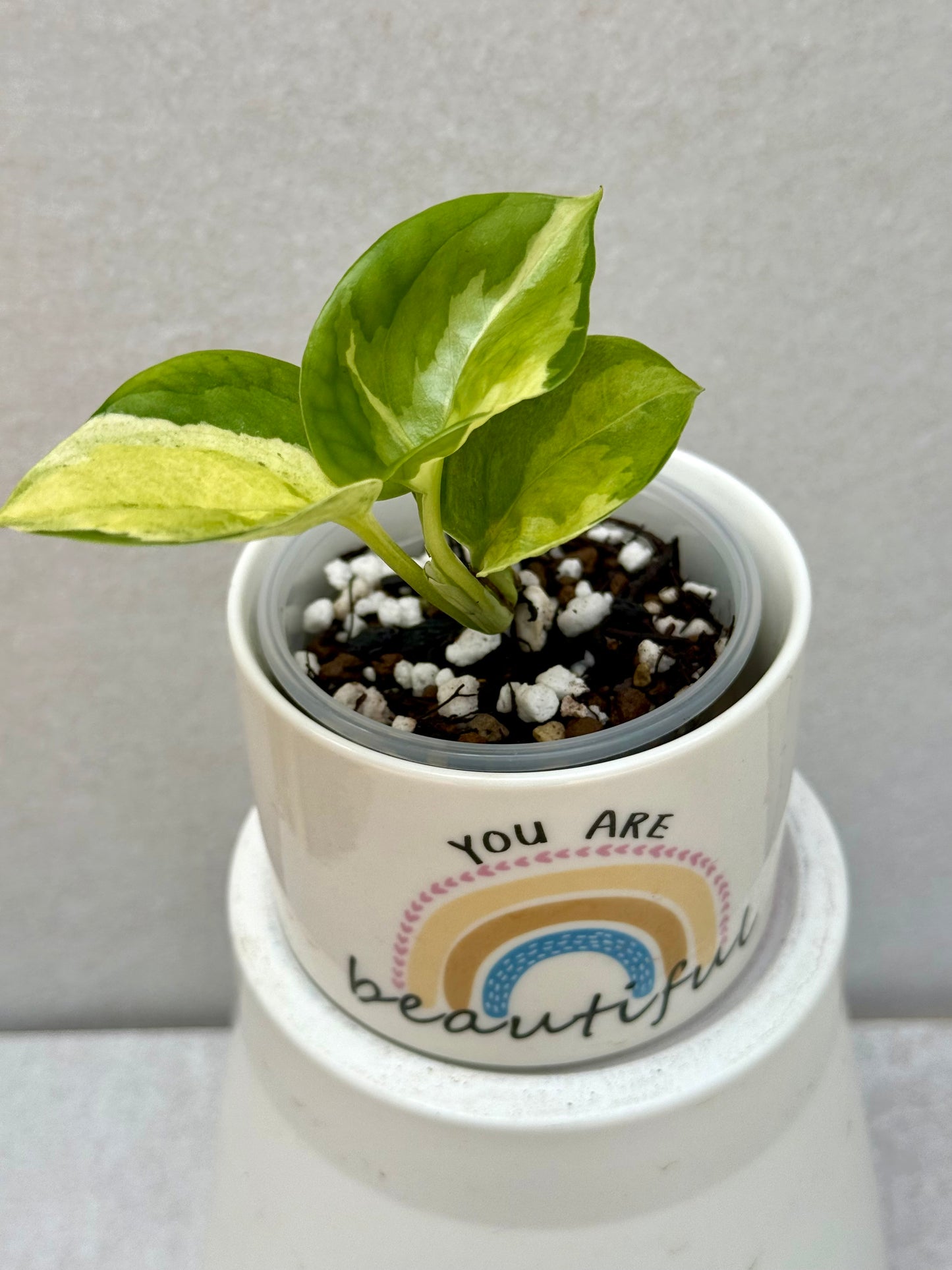 Japanese Global Pothos