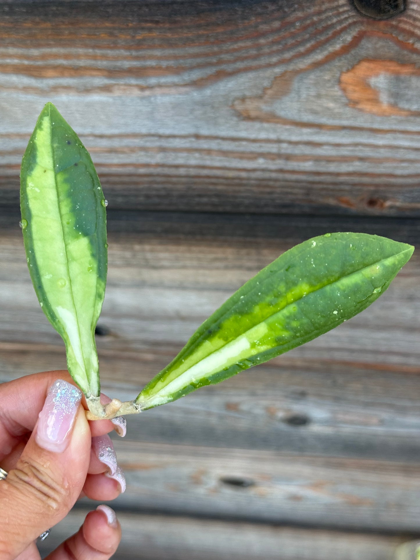RARE Hoya Rigidifolia Variegated unrooted cutting (1 node, 2 leaves - grower’s choice)